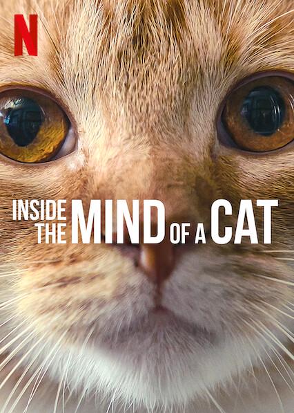 Inside the Mind of a Cat